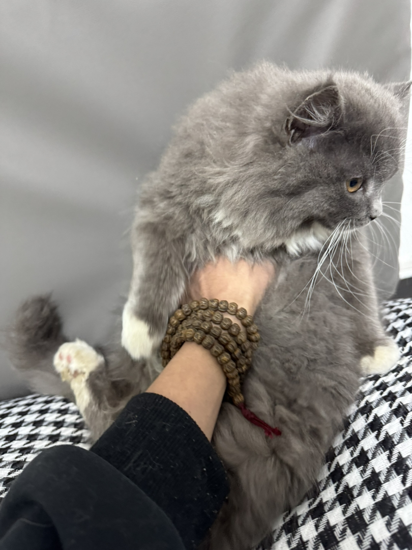 蓝猫长毛  白手套  粉爪垫  巨肥  3个多月