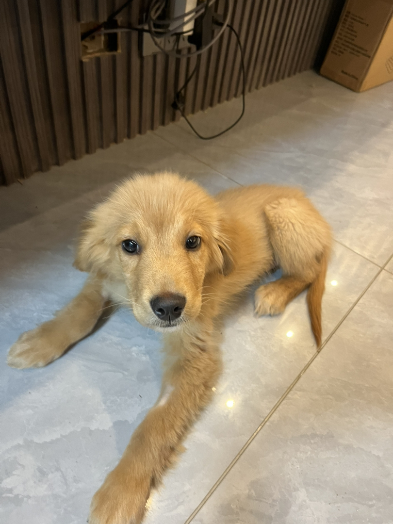 金毛 名字熊二 能看家看院看小孩