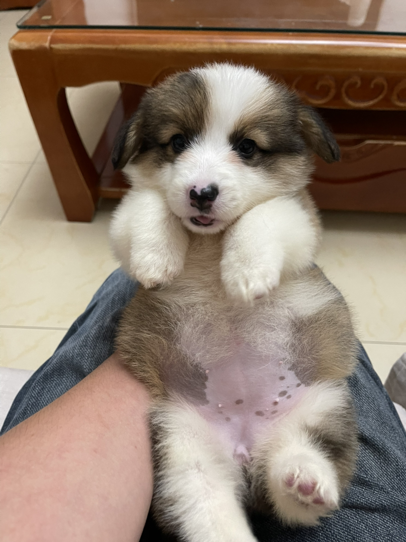 长毛可爱柯基幼犬，短腿萌态十足，治愈系小天使