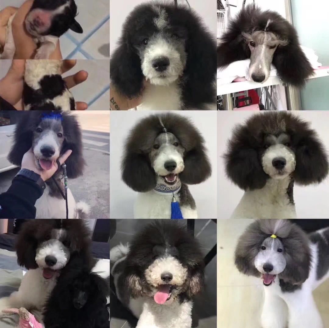 花色巨贵犬❤️疫苗齐全❤️全国发货