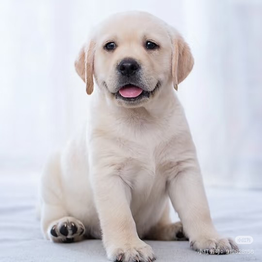 拉布拉多幼犬，乖巧可爱，温顺亲人，绝佳陪伴宠物