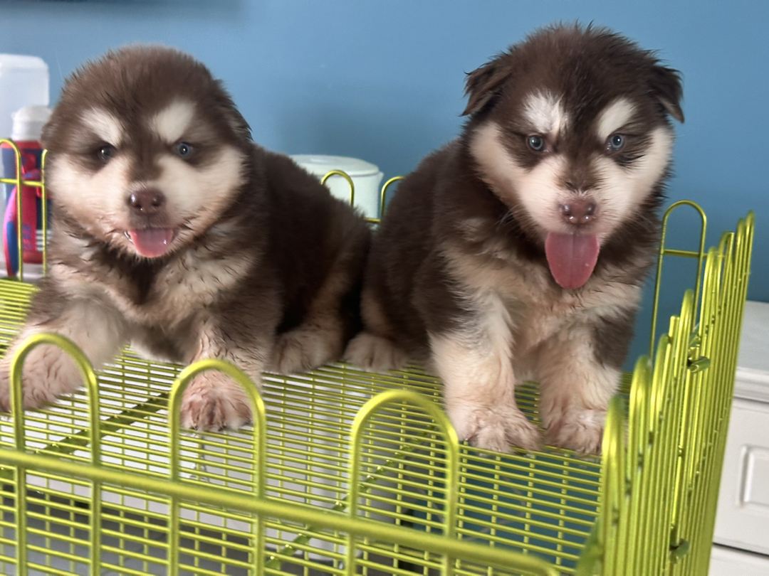 阿拉斯加幼犬，呆萌可爱，颜值高，温顺友好的大型宠物