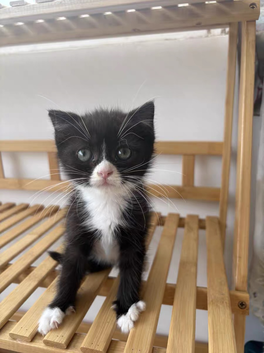 三只奶牛猫 两公一母 白手套 白肚皮 疫苗两针 无病无藓 活泼可爱