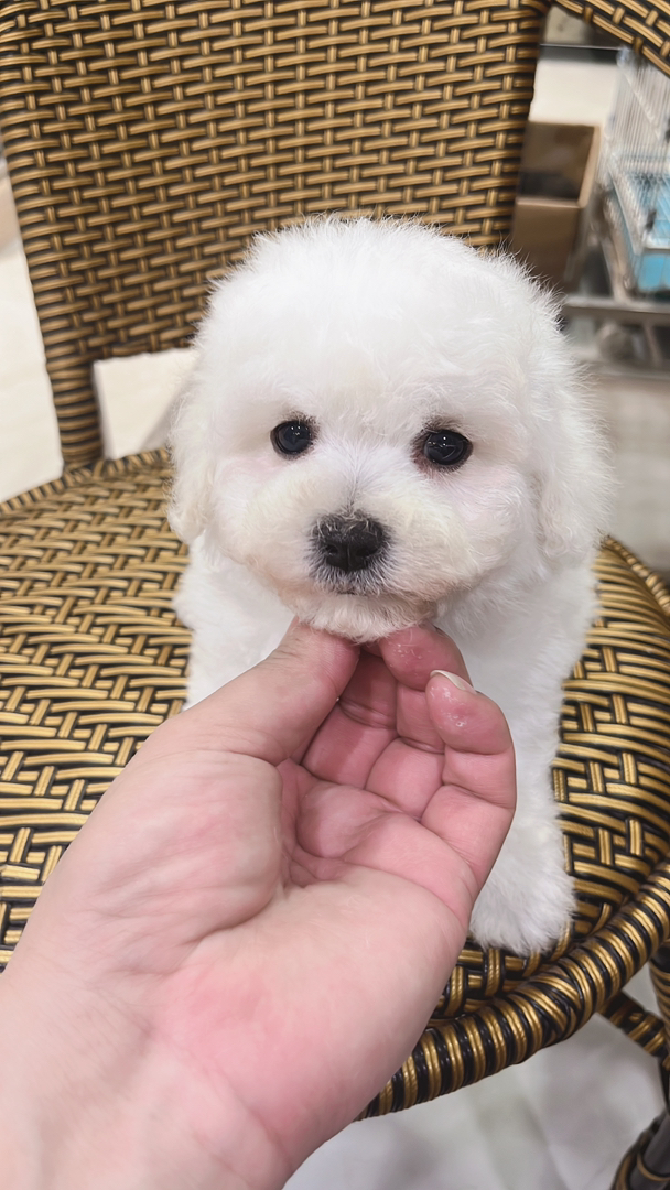 娃娃脸小比熊