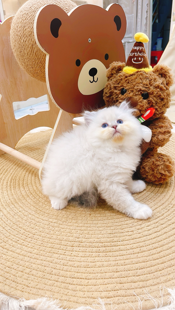 高地