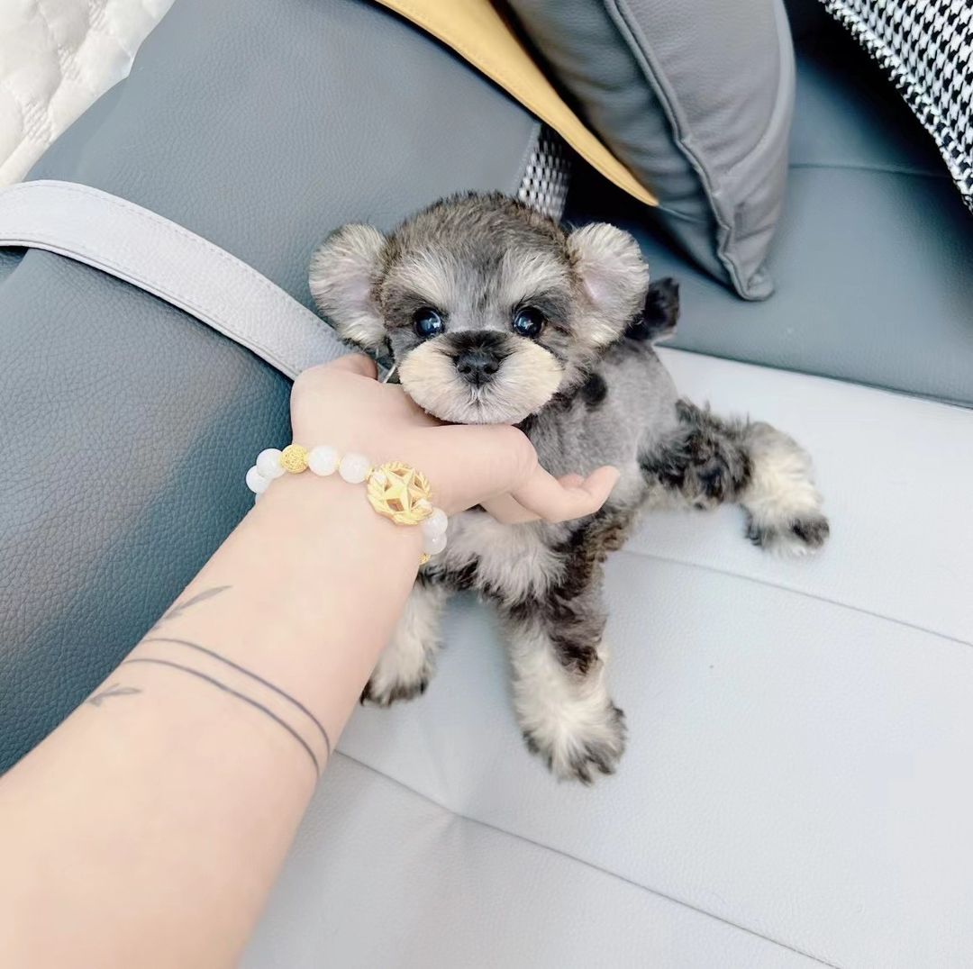 米其耳椒盐色雪纳瑞