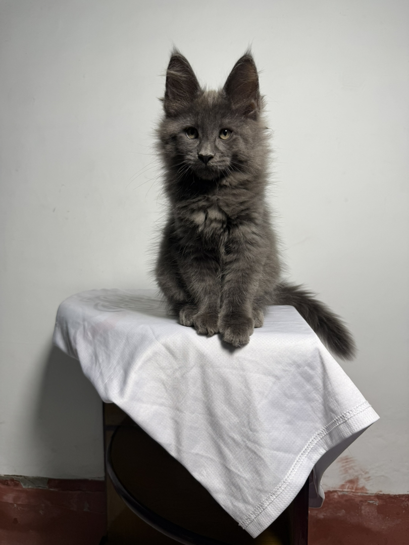 缅因猫幼崽，毛发浓密，耳尖长毛，霸气又可爱