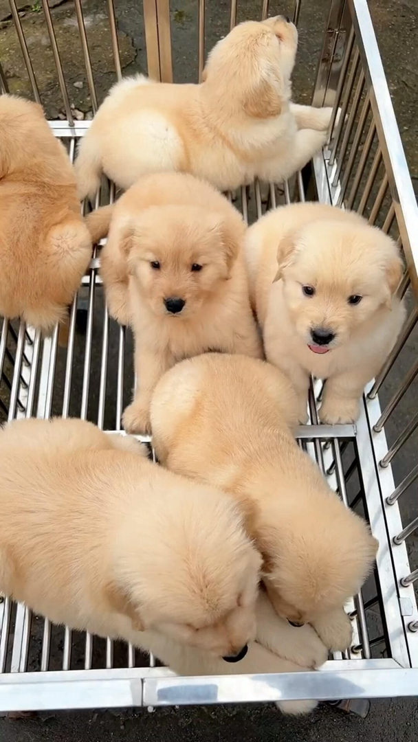 金毛幼犬，可爱活泼，性格温顺，适合家庭养殖