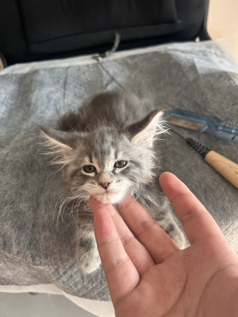 缅因猫幼崽(温柔巨人),灰毛蓬松耳饰毛灵动,软萌可爱,家庭伴侣佳选