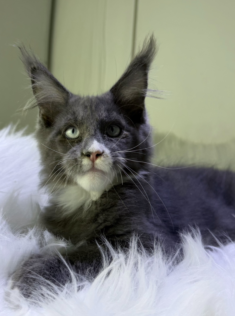 刷子蓝烟缅因弟弟