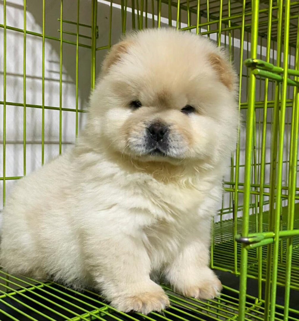 松狮幼犬，毛茸可爱，憨态可掬，忠诚温顺的理想伴侣