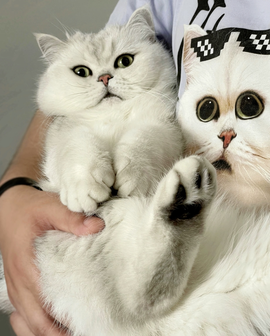 银渐层猫咪,大眼萌宠,毛发柔软,可爱到让人无法抗拒