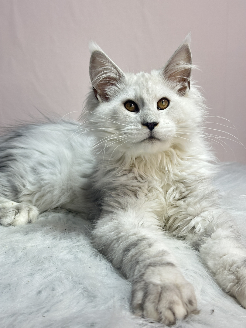 阴影色弟弟,四个月三针疫苗.