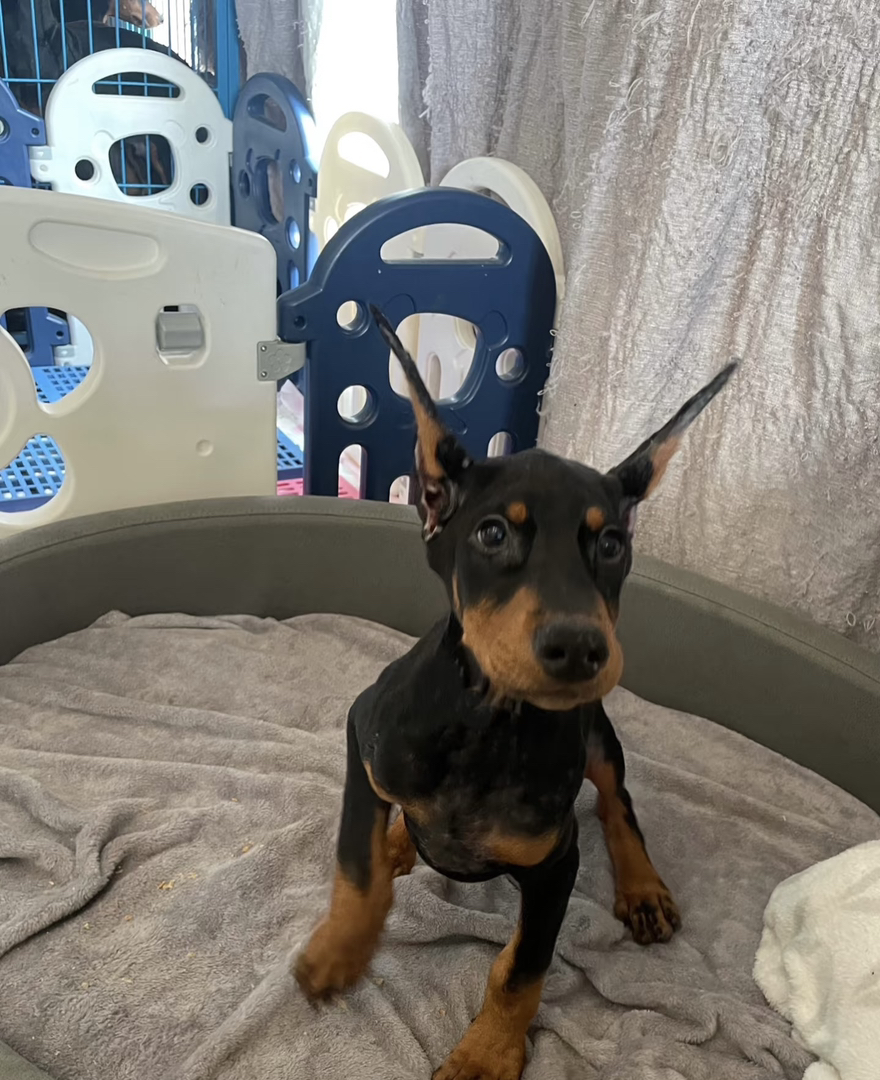 小鹿犬幼犬，小巧玲珑，活泼可爱，理想的宠物伴侣