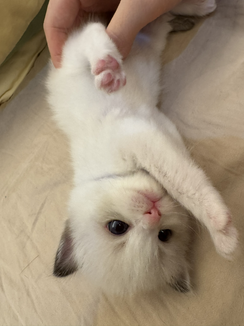 5号赛级血统布偶猫宝宝，健康无忧，性格温顺，给您贴心陪伴。