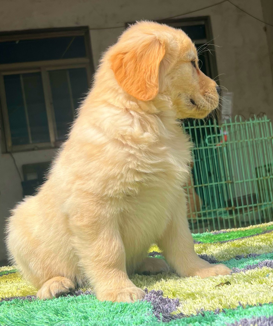 金毛幼犬,运费自理。