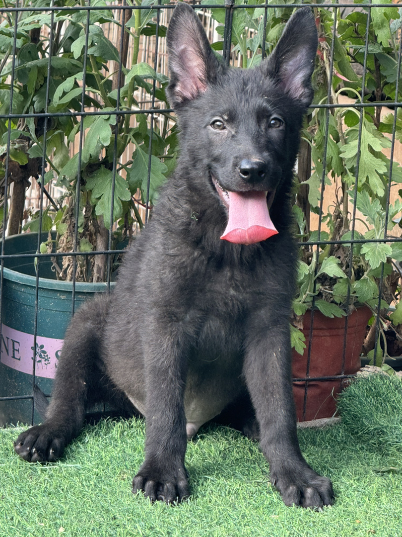 昆明本地狼青系纯黑色昆明犬幼犬，性格温顺可爱，疫苗齐全品质好健康有保障