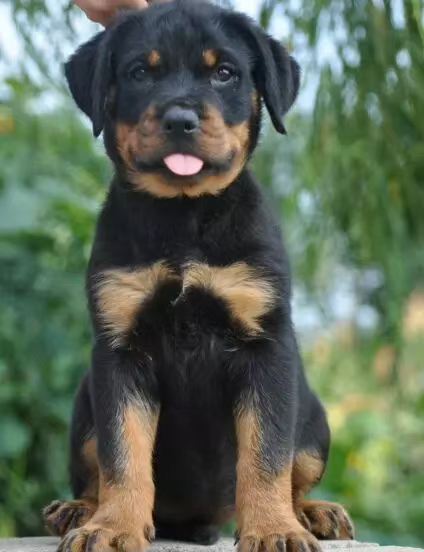 双血统罗威纳❤️带证书芯片