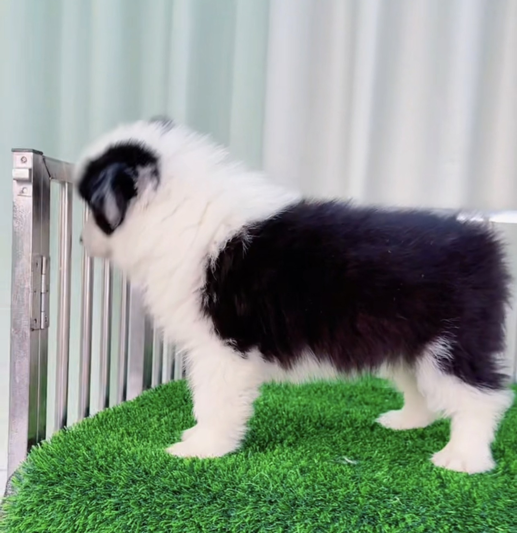 七白三通双血统边境牧羊犬