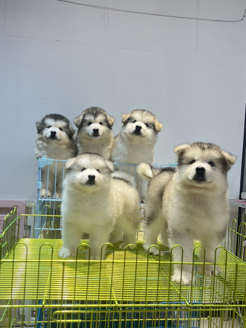 品质灰桃找新家