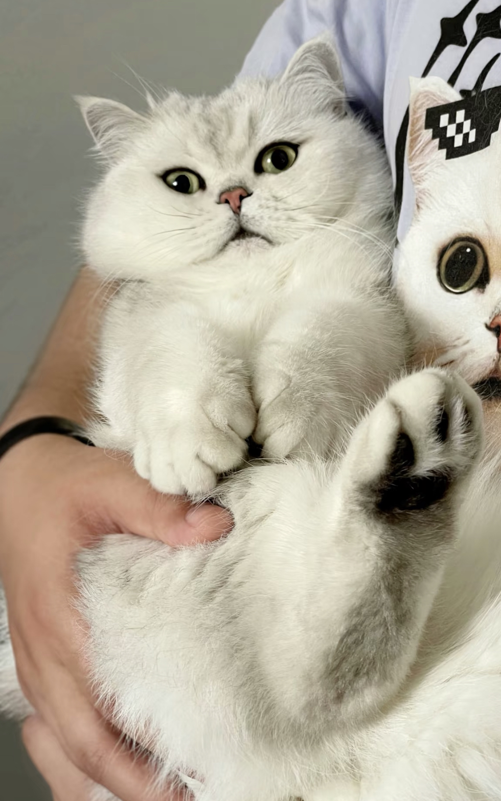 英国短毛猫❤银渐层系列