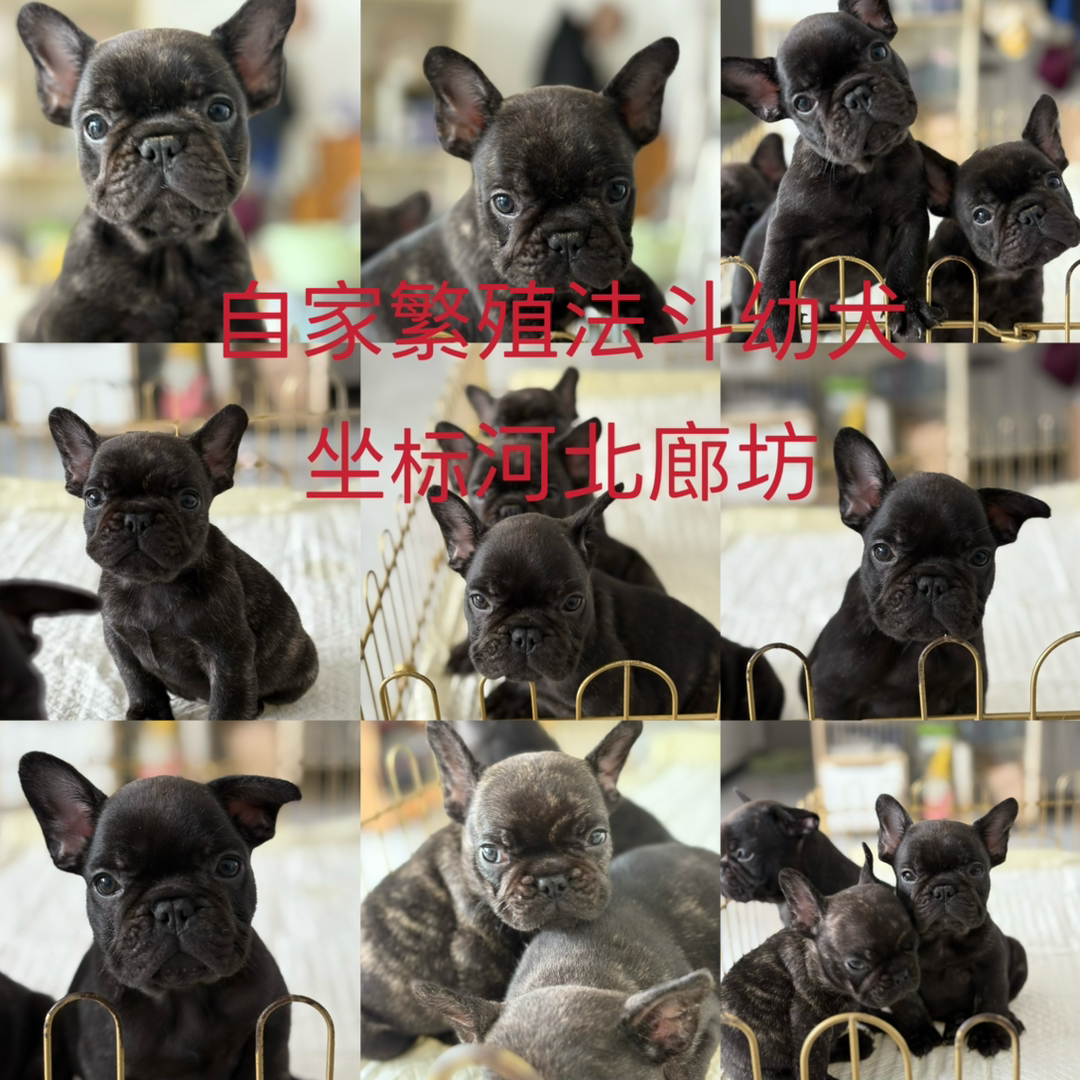 法斗幼犬优惠找新家