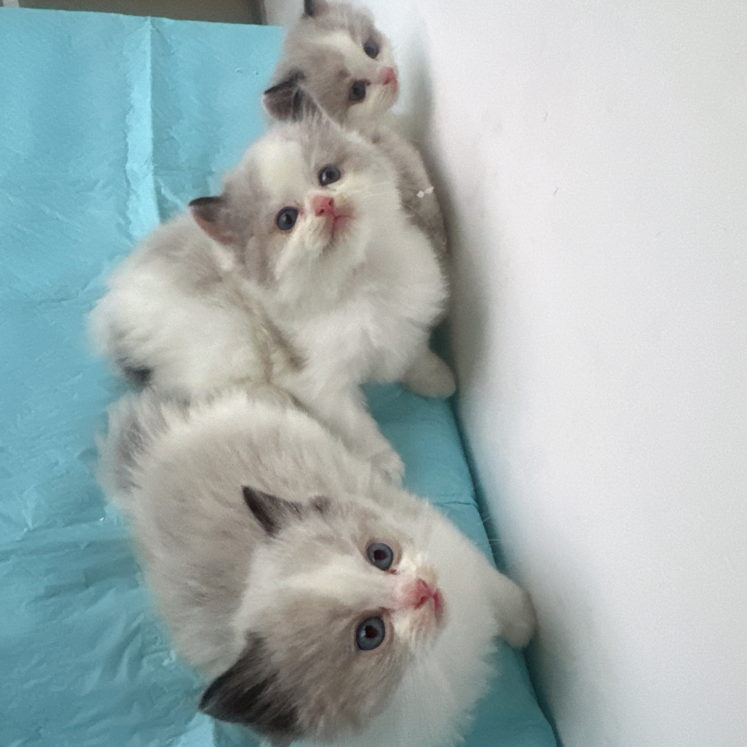 布偶猫