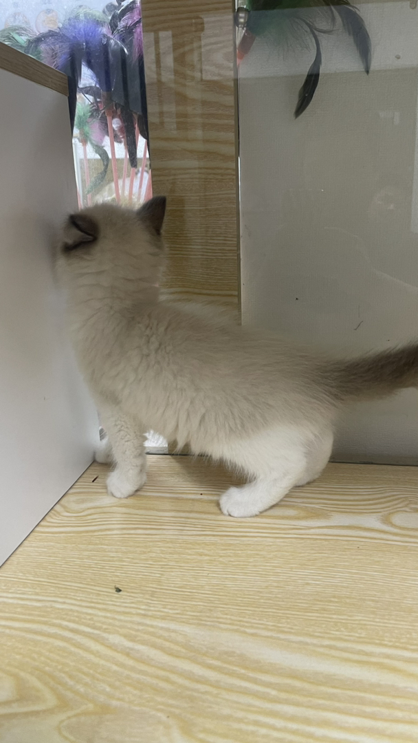 布偶猫幼崽，蓝眼白毛颜值高，性格温柔，养猫首选