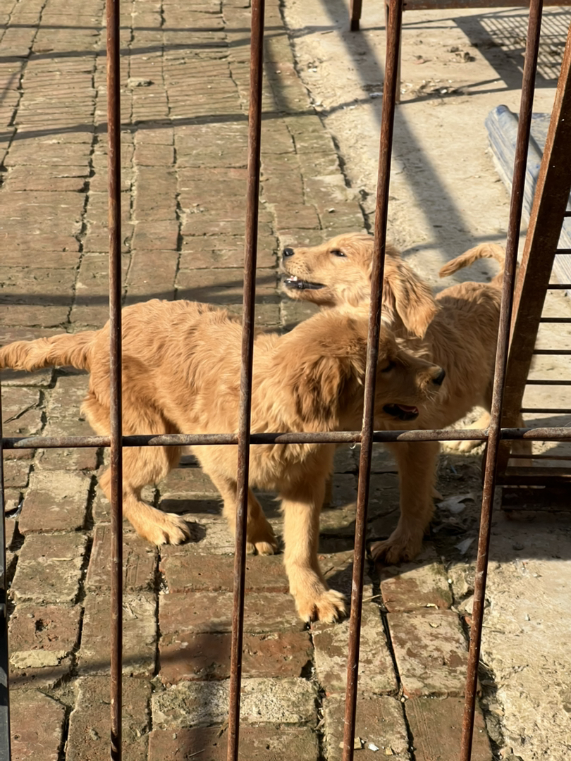 金毛，双血枫叶红，聪明户主，陪伴首选