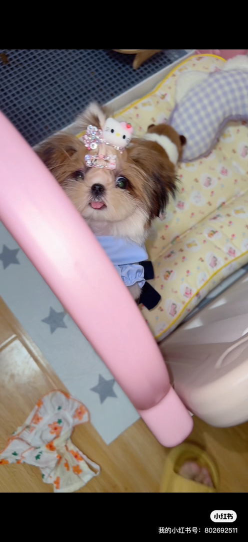 超小体西施妹妹 剪咬 满背 大开花