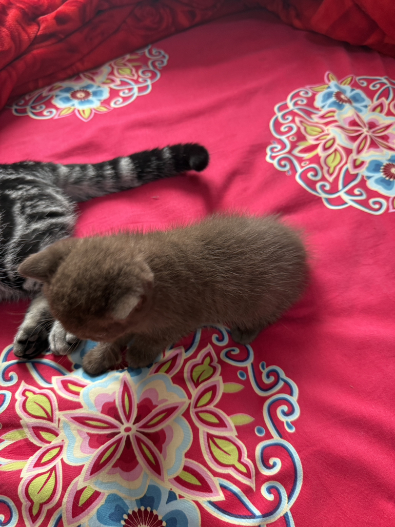 可爱英短小猫，蓝眼圆耳，憨态可掬，萌化人心