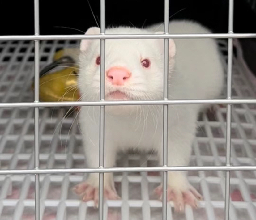 水貂压成包邮包活包风险，可下水抓鱼，疫苗驱虫已做