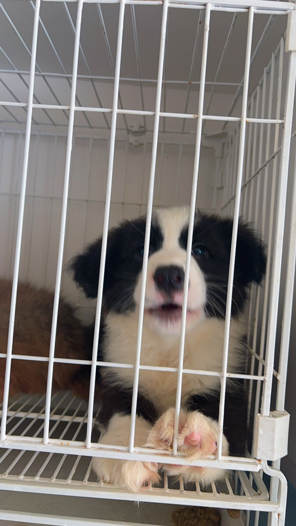 边境牧羊犬
