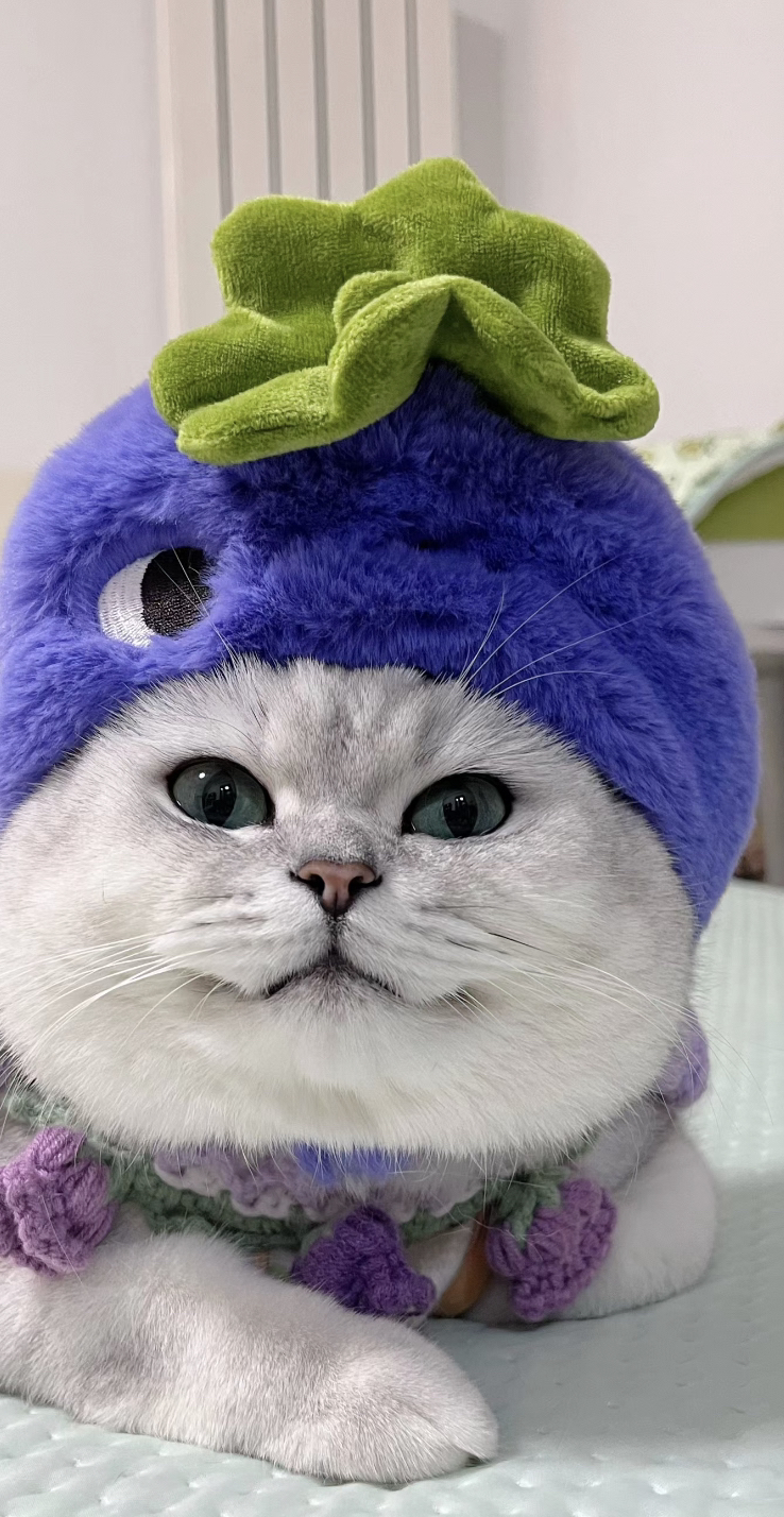 网红银渐层猫咪❤️大胖脸英短猫咪
