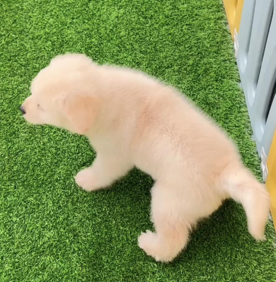 双血统👑带证书芯片🥇高端金毛犬