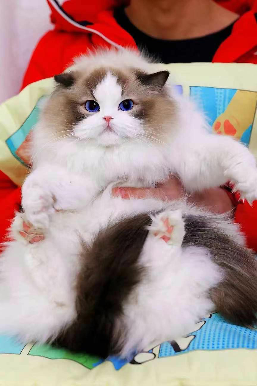 高端布偶猫❤️大爆毛精品