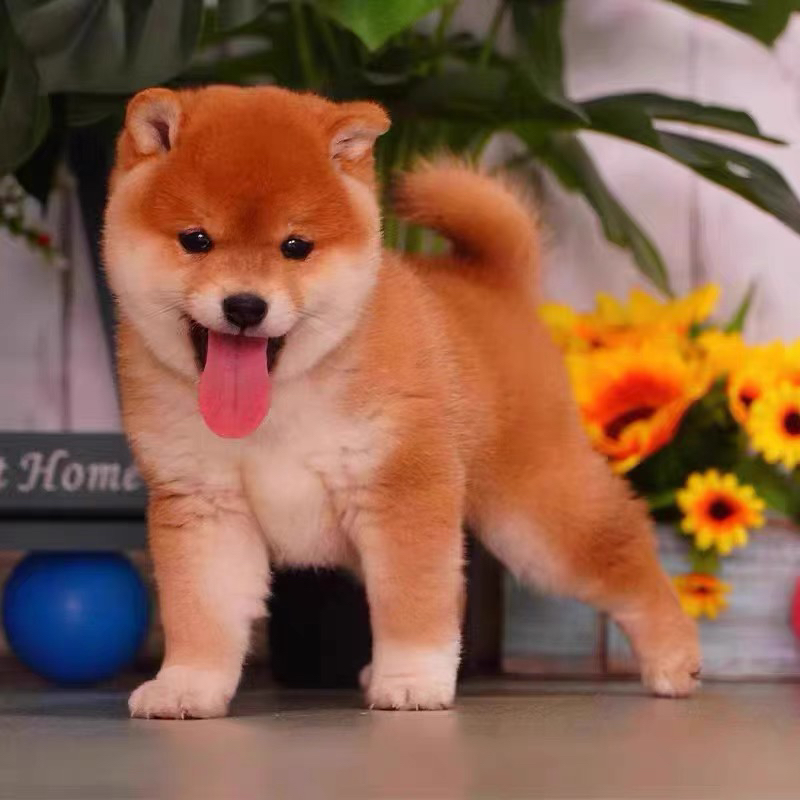 双血统柴犬❤️平台推荐🥇金牌商家