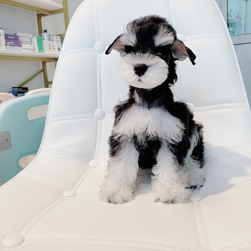 雪纳瑞幼犬(小老头犬),黑白蓬松毛,机灵可爱,温顺亲人,家庭伴侣佳选