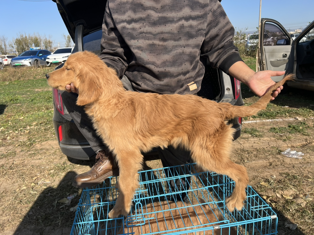 金毛寻回猎犬，温顺可爱，听话。