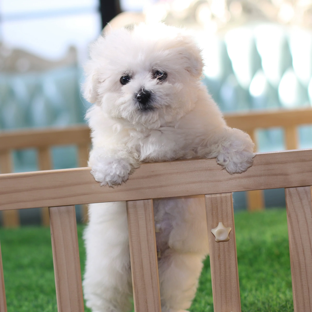 可爱比熊犬，浑身雪白像棉花糖，性格温顺乖巧