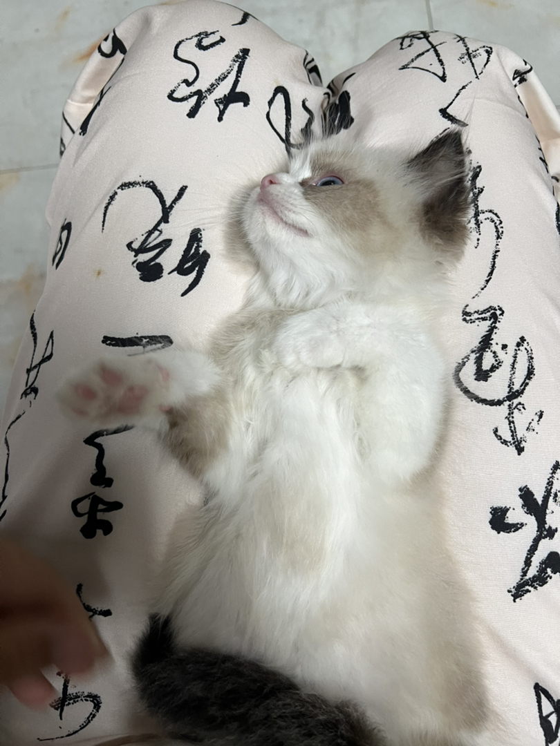 超绝粘人精的宝藏布偶弟弟 保证入股不亏，是充当家里的一枚可爱多的存在～