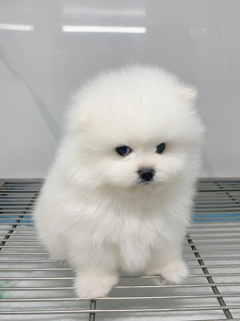 博美幼犬，毛绒可爱，灵动活泼，是贴心的小伴侣