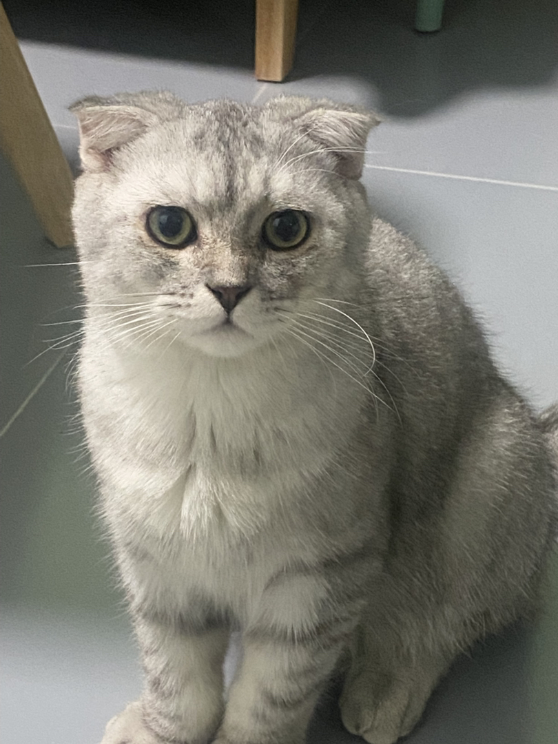 银渐层折耳猫，萌态十足，独特折耳，温顺可爱惹人爱