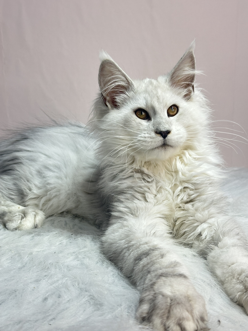 阴影色弟弟,四个月三针疫苗.