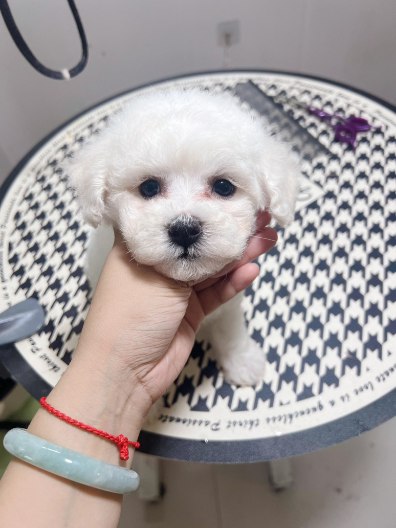 比熊幼犬