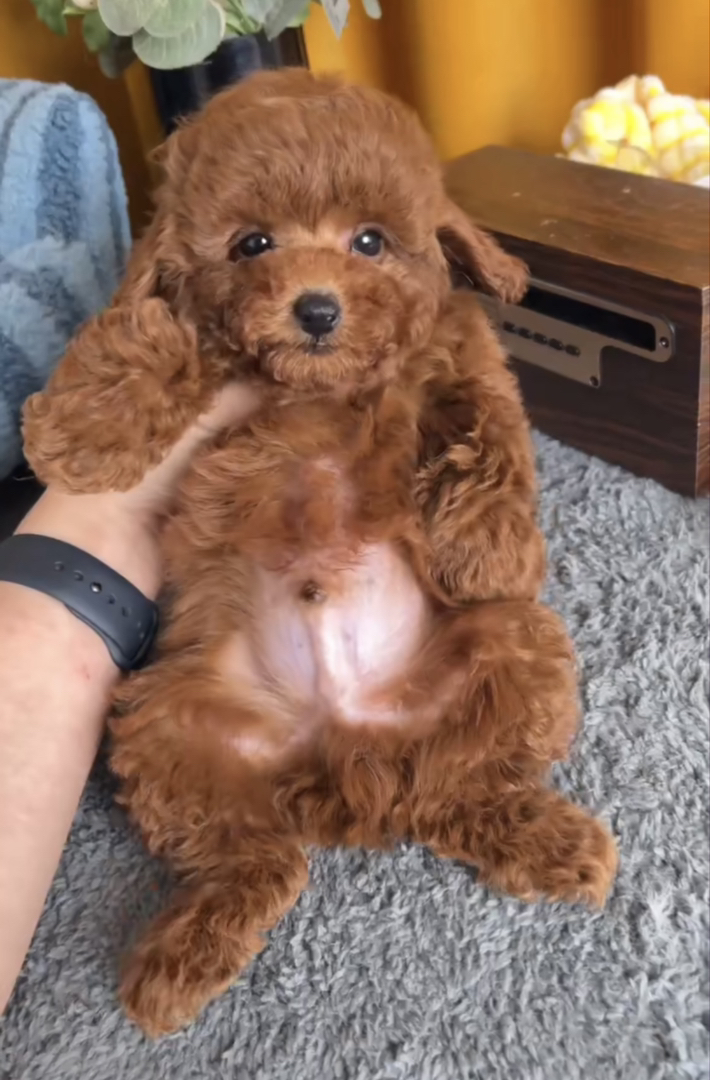 贵宾可爱泰迪幼犬,棕色卷毛,小巧玲珑,萌趣十足