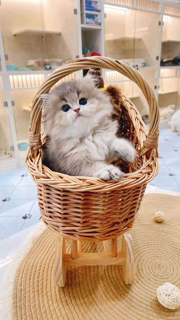长毛蓝金