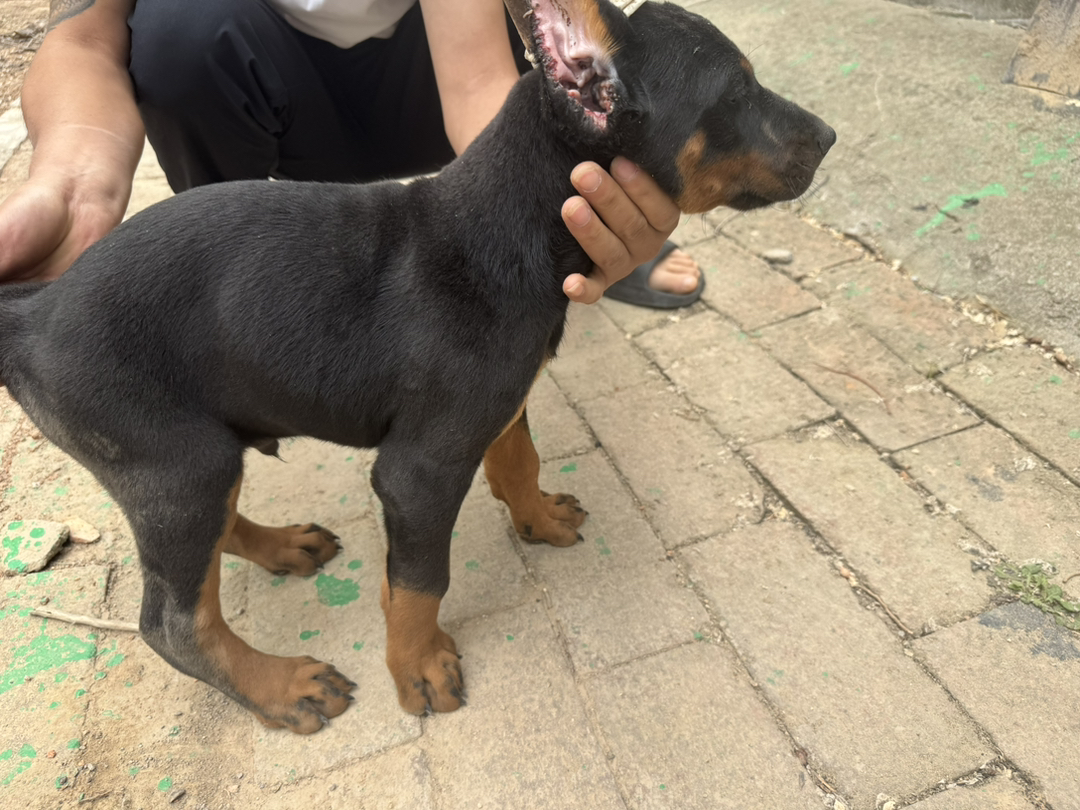 杜宾幼犬，体型矫健，忠诚聪明，彰显霸气风范