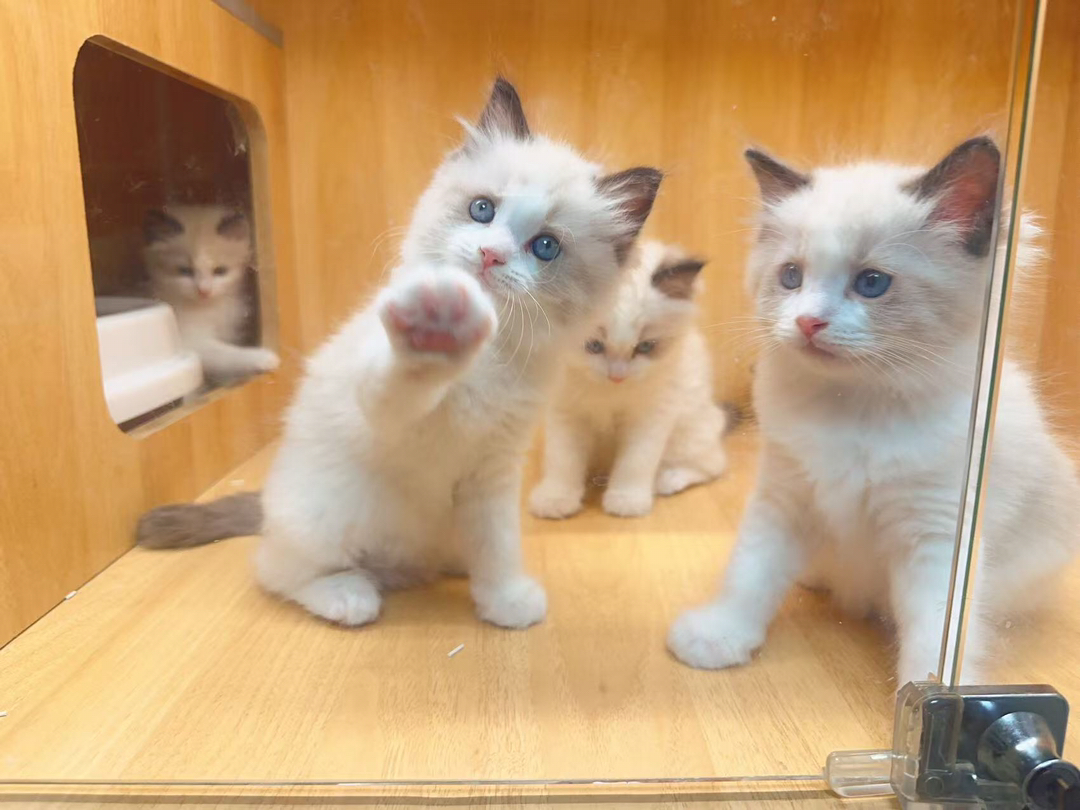 布偶猫