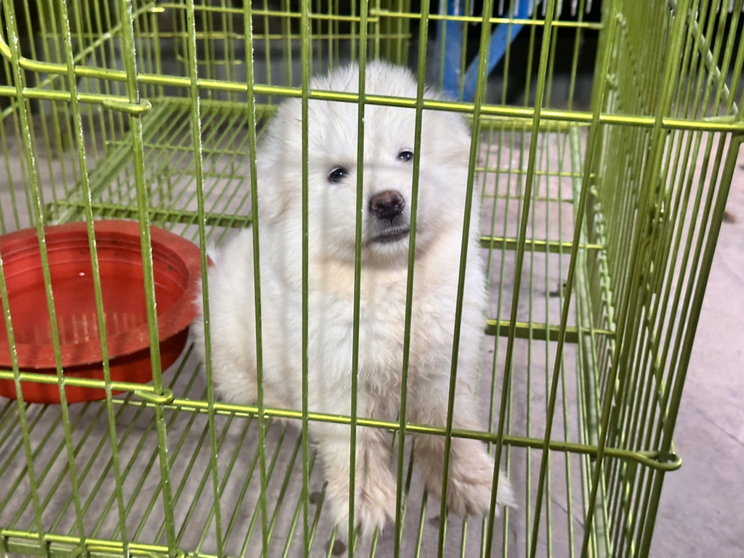 可爱萨摩耶幼犬，毛白如雪，温顺乖巧，萌宠最佳选择